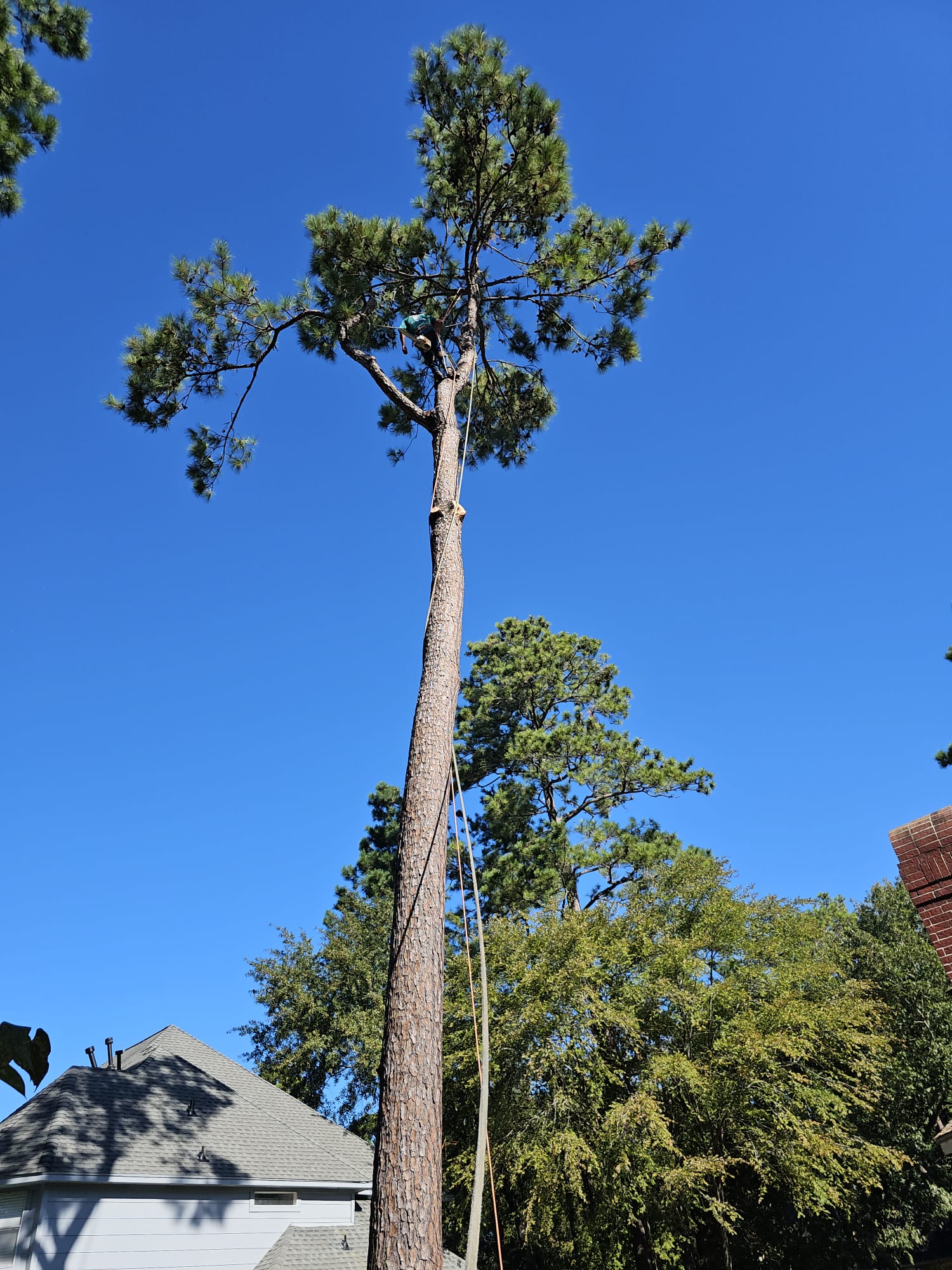 Forest Tree Service Image